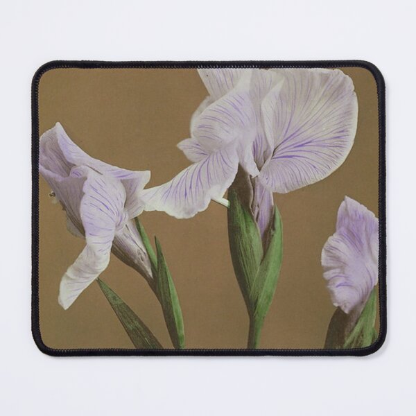 Item preview, Iris Vintage Japanese Botanical collotype by Ogawa Kazumasa designed and sold by cutesy.