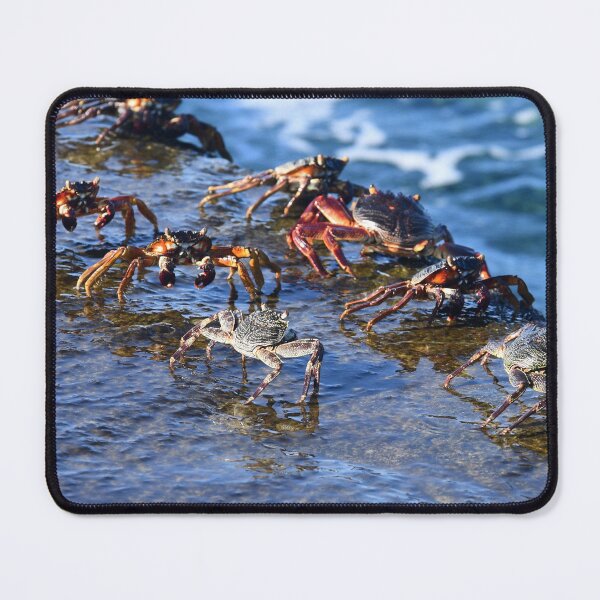 Item preview, Crabs on a rock ledge, next to the sea. designed and sold by EAnneH.