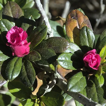 Artwork thumbnail, Red Rhododendron by MercerImages