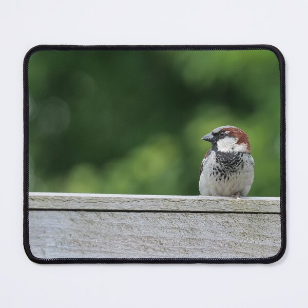 Item preview, House Sparrow designed and sold by ClarkeGreening.
