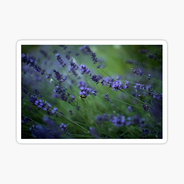 Bumblebee on Purple Flowers Sticker
