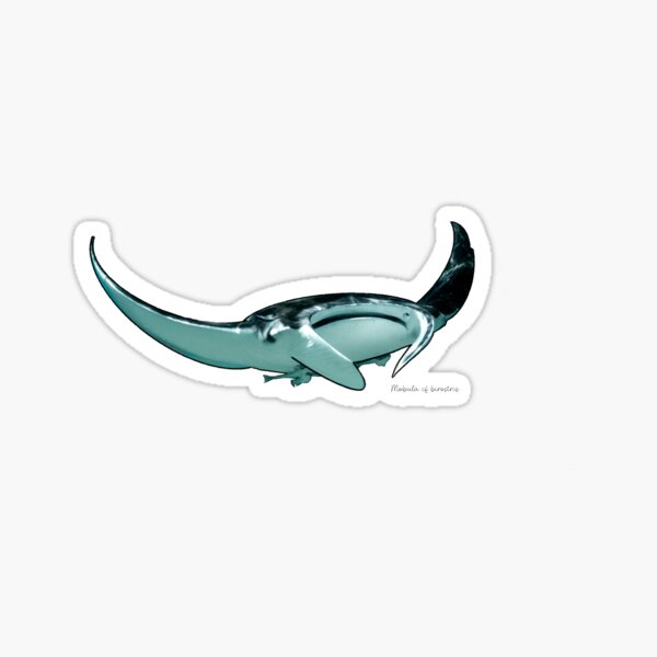 Manta Ray with Latin Name Sticker