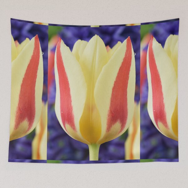 Item preview, Tulipa 'Gluck' Kaufmanniana Tulip designed and sold by Chris Burrows.
