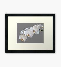 White Orchids Framed Print