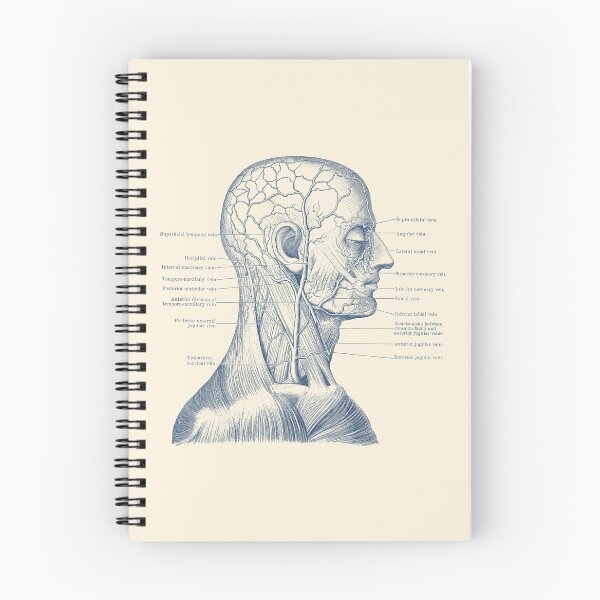 Item preview, Vascular and Muscular System - Vintage Anatomy designed and sold by VAposters.
