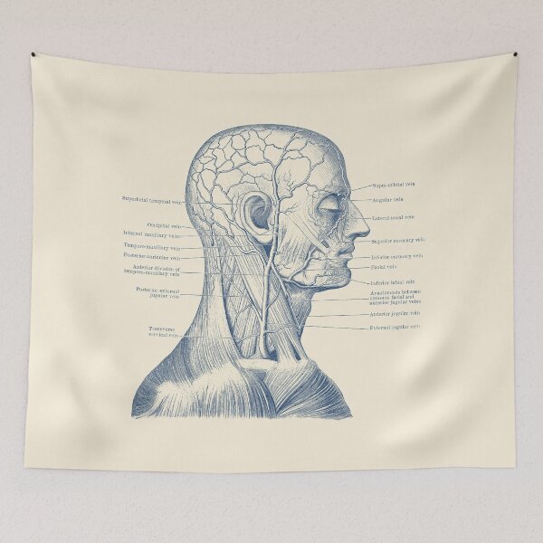 Item preview, Vascular and Muscular System - Vintage Anatomy designed and sold by VAposters.