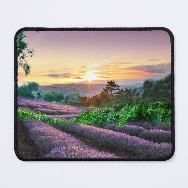 Item preview, Yorkshire Lavender Fields designed and sold by Alisonchambers2.