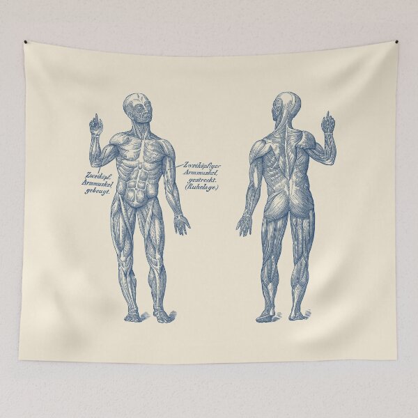 Item preview, Muscular System - Dual View - German Diagram designed and sold by VAposters.