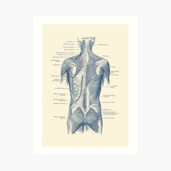 Back and Glutes - Human Muscular System Art Print