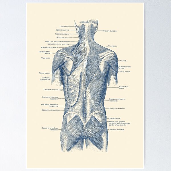 ArtStation - The great chest muscle - pectoralis major, Anatomy