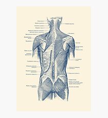 Back and Glutes - Human Muscular System Photographic Print
