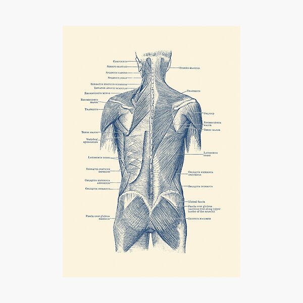 "Back and Glutes - Human Muscular System" Photographic Print by