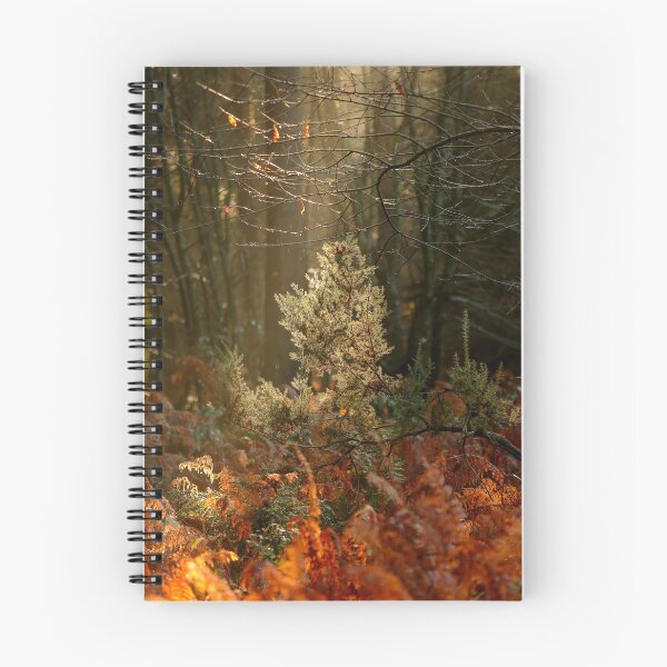 Item preview, Digital photograph of sunlit tree and autumn woodland designed and sold by SimonJohnson1.
