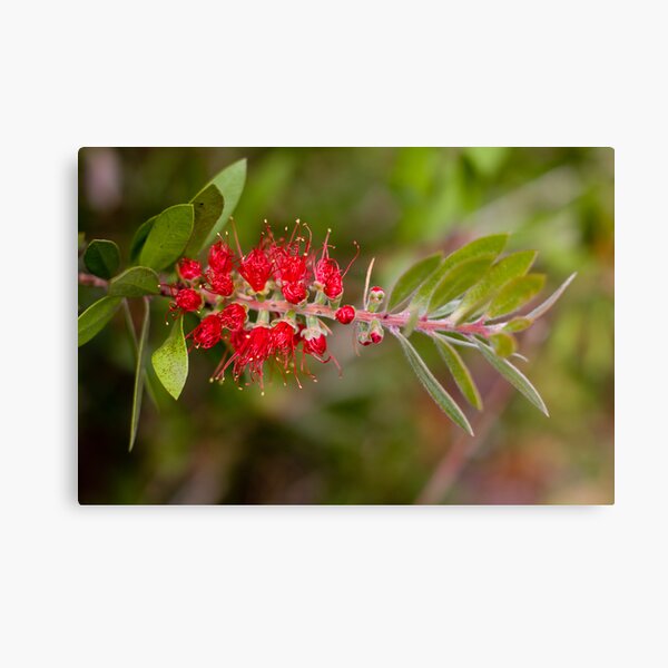 Item preview, Wattle Brush designed and sold by Mark van den Hoek.