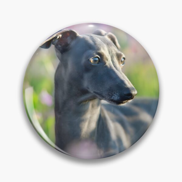 Artikelvorschau, Whippet-Foto entworfen und verkauft von Iluvmygreyhound.