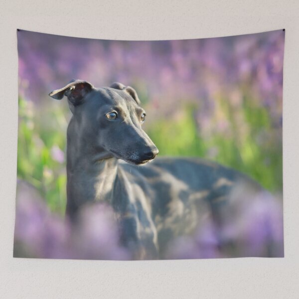 Artikelvorschau, Whippet-Foto entworfen und verkauft von Iluvmygreyhound.