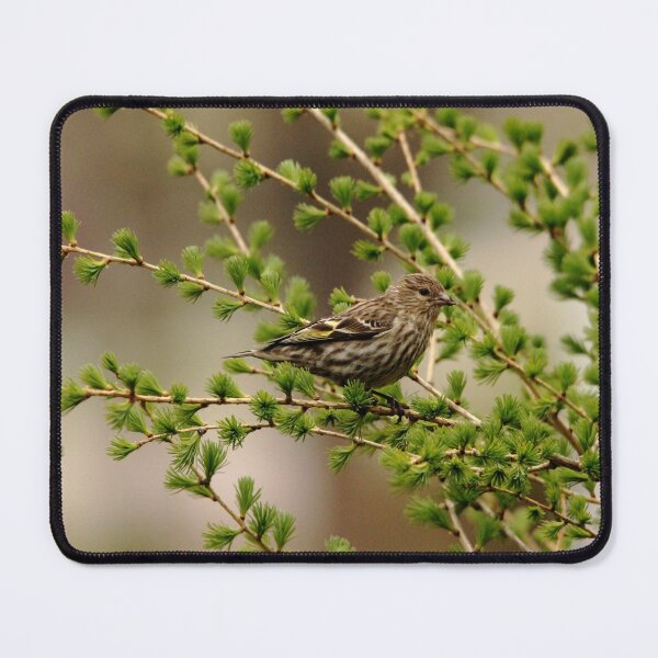 Item preview, Pine Siskin designed and sold by Debbie Oppermann.