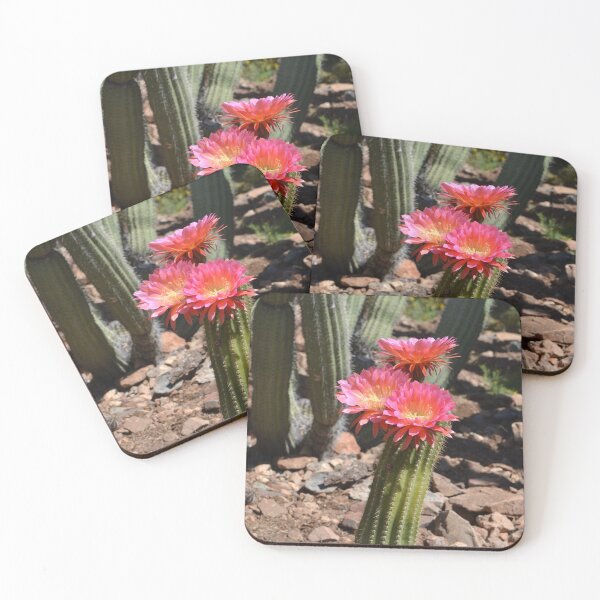 Item preview, Blloming Torch cactus designed and sold by Kathleen Brant.