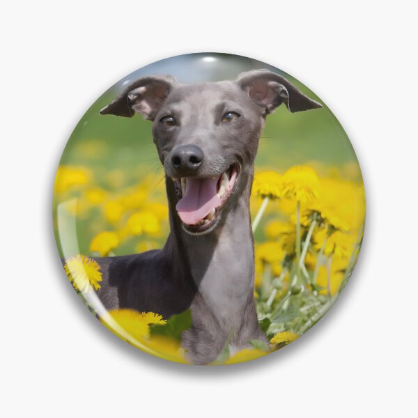 Artikelvorschau, Whippet-Foto entworfen und verkauft von Iluvmygreyhound.
