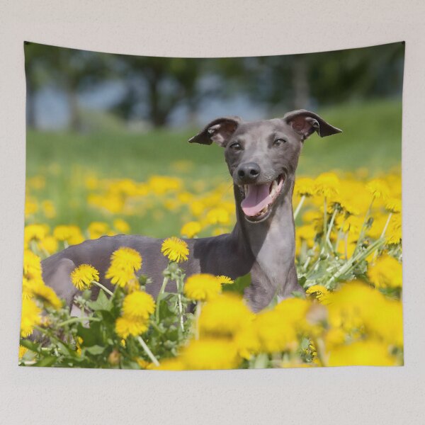 Artikelvorschau, Whippet-Foto entworfen und verkauft von Iluvmygreyhound.