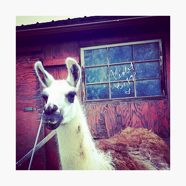Pretty Llama Photographic Print