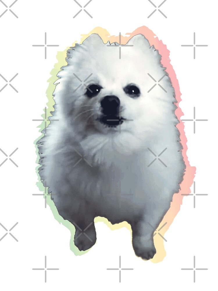 Gabe The Dog Music Gabe The Dog To The Stars!