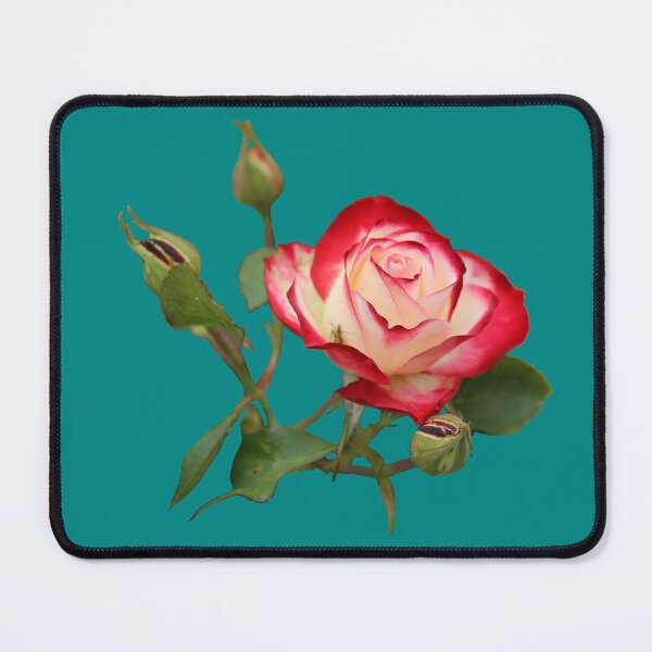 Item preview, Red and Creme Rose with Buds on Green designed and sold by STHogan2.