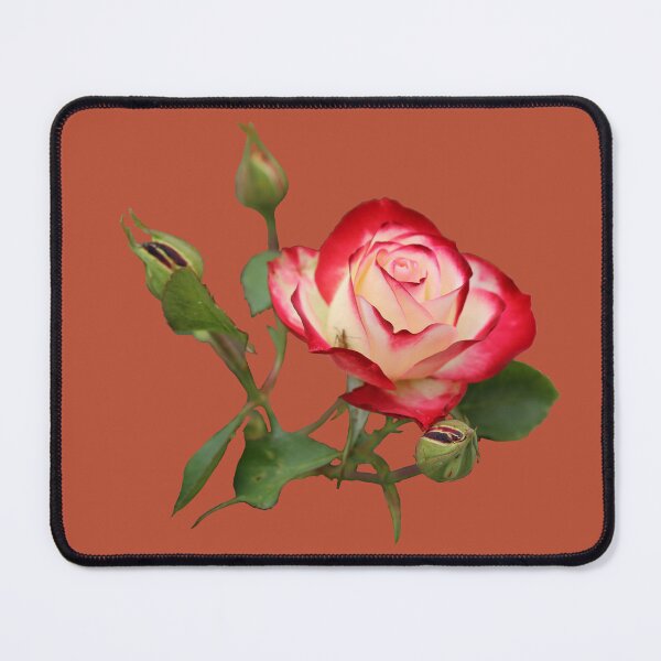 Item preview, Red and Creme Rose with Buds on Brown designed and sold by STHogan2.