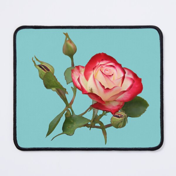 Item preview, Red and Creme Rose with Buds on Turquoise designed and sold by STHogan2.