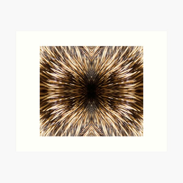 Item preview, Echidna Quills by Adelaide artist Avril Thomas at Magpie Springs designed and sold by MagpieSprings.