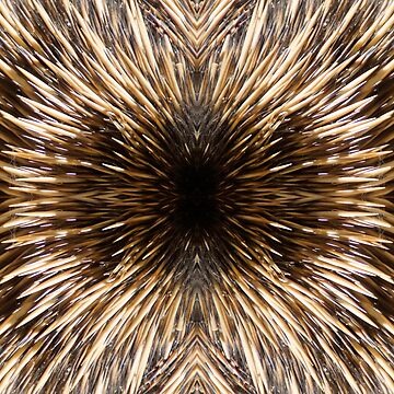 Artwork thumbnail, Echidna Quills by Adelaide artist Avril Thomas at Magpie Springs by MagpieSprings