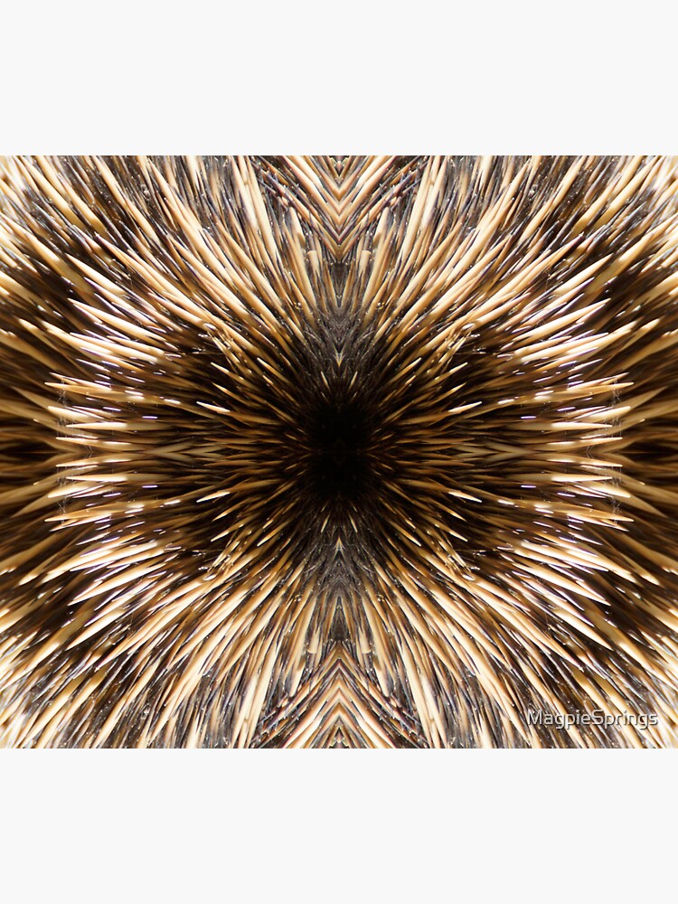 Thumbnail 3 of 3, Sticker, Echidna Quills by Adelaide artist Avril Thomas at Magpie Springs designed and sold by MagpieSprings.