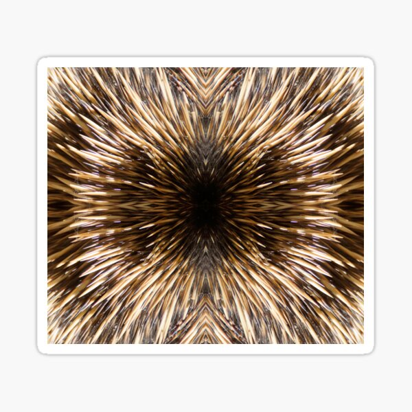 Item preview, Echidna Quills by Adelaide artist Avril Thomas at Magpie Springs designed and sold by MagpieSprings.