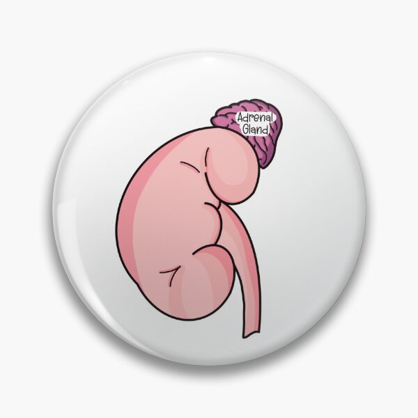 Item preview, Kidney and Adrenal Gland designed and sold by Spunky Science.