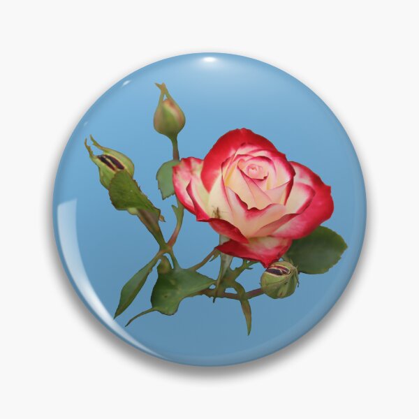 Item preview, Red and Creme Rose with Buds on Blue designed and sold by STHogan2.