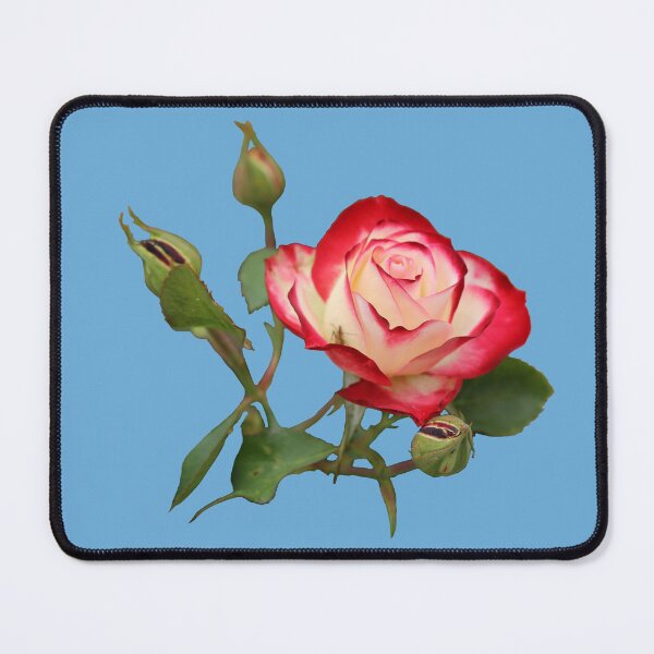 Item preview, Red and Creme Rose with Buds on Blue designed and sold by STHogan2.