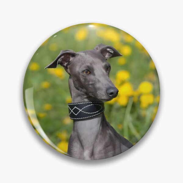 Artikelvorschau, Whippet-Foto entworfen und verkauft von Iluvmygreyhound.