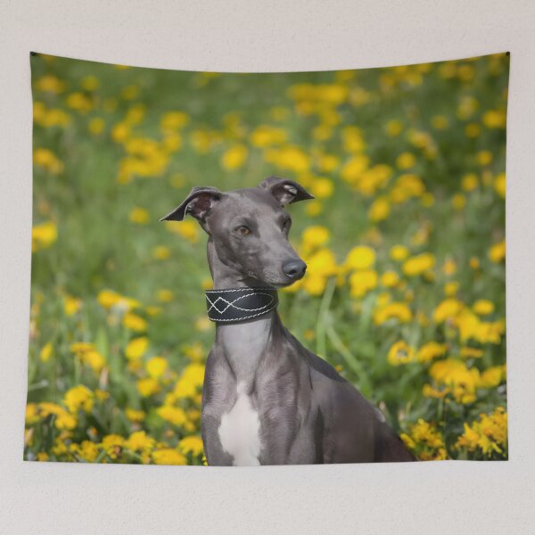 Artikelvorschau, Whippet-Foto entworfen und verkauft von Iluvmygreyhound.