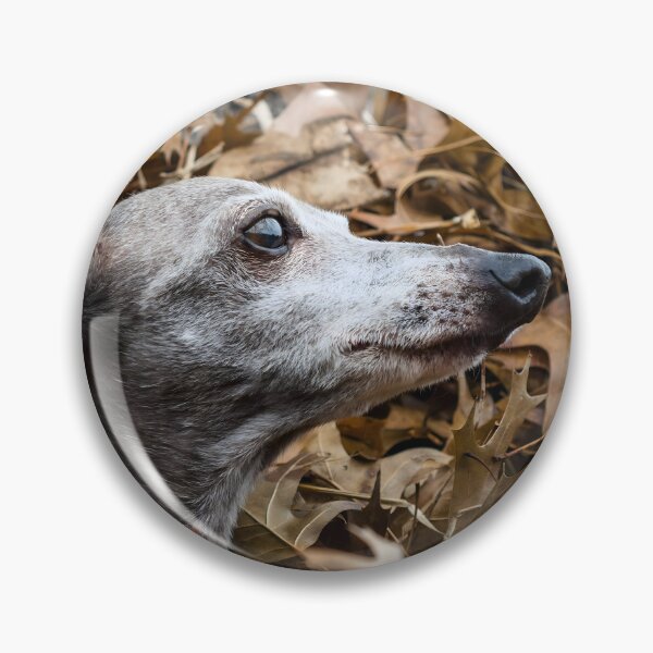Artikelvorschau, Whippet-Foto entworfen und verkauft von Iluvmygreyhound.