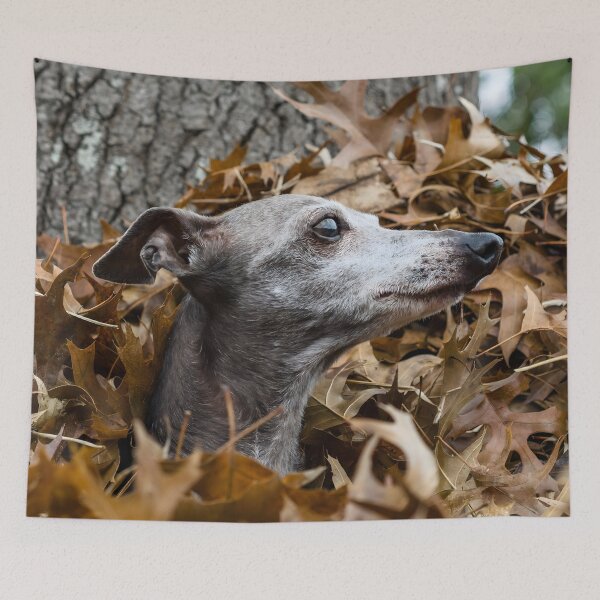 Artikelvorschau, Whippet-Foto entworfen und verkauft von Iluvmygreyhound.