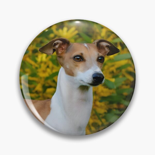 Artikelvorschau, Whippet-Foto entworfen und verkauft von Iluvmygreyhound.
