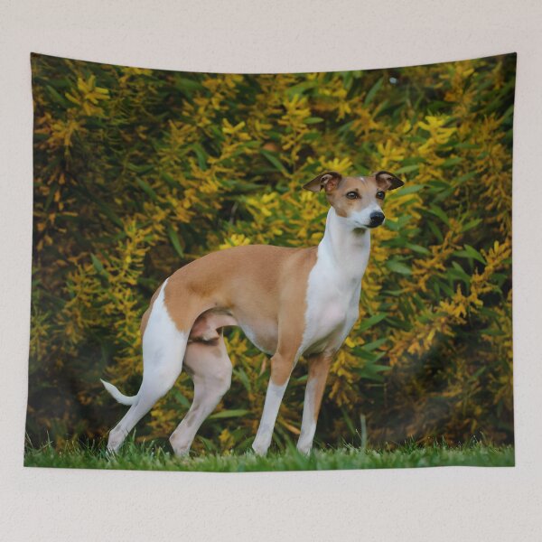 Artikelvorschau, Whippet-Foto entworfen und verkauft von Iluvmygreyhound.