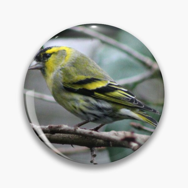 Item preview, siskin designed and sold by KathleenDawson.