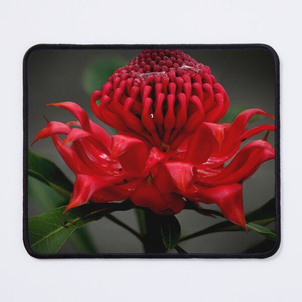 Item preview, waratah  designed and sold by allanpan.