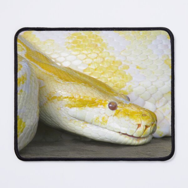 Item preview, Albino Python designed and sold by Simple Joys Photography.