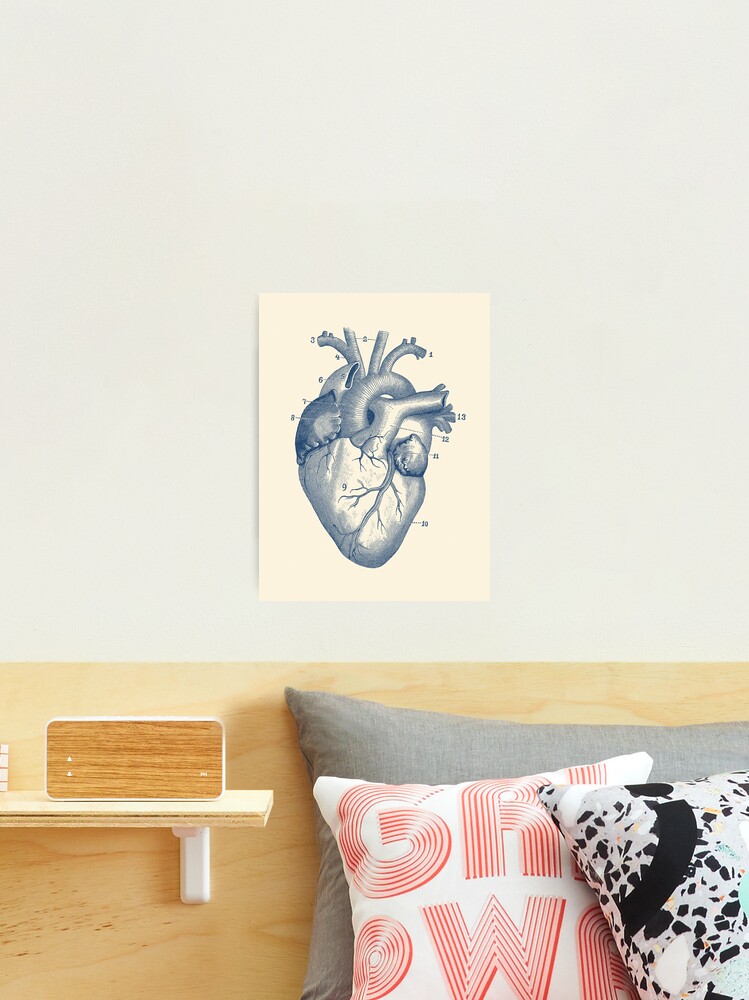 "Human Heart Diagram - Vintage Anatomy " Photographic Print for Sale by ...