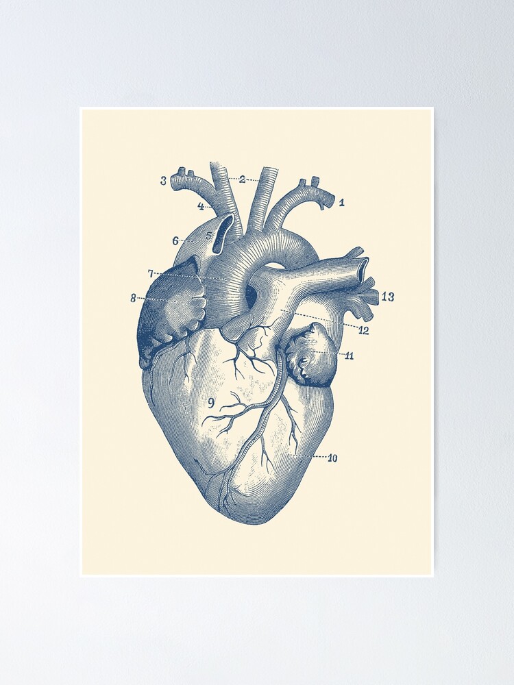 Human Heart Diagram Vintage Anatomy Poster By Vaposters Redbubble