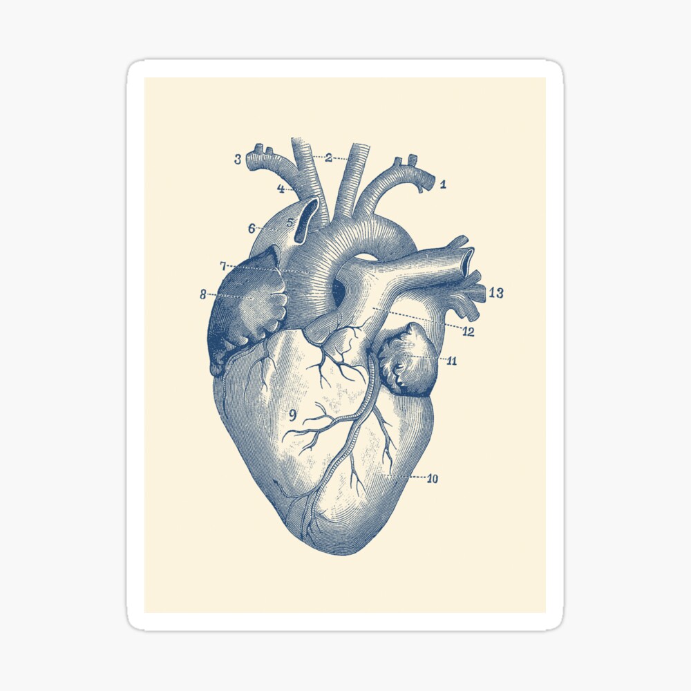Human heart diagram hi-res stock photography and images - Alamy