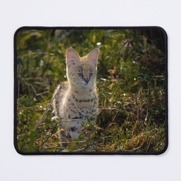 Item preview, Cute young Serval Cat designed and sold by FormigaArt.