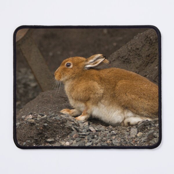 Item preview, Irish Hare designed and sold by Jon Lees.